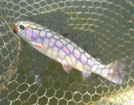 大安トラウトレイク釣果